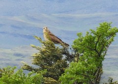 Daptrius chimango temucoensis