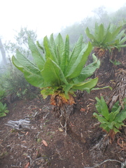 Dendrosenecio cheranganiensis