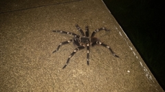 Acanthoscurria geniculata