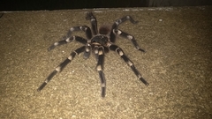 Acanthoscurria geniculata
