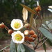 Sarcolaena oblongifolia - Photo (c) herson,  זכויות יוצרים חלקיות (CC BY-NC), הועלה על ידי herson