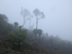 Dendrosenecio cheranganiensis