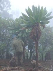 Dendrosenecio cheranganiensis