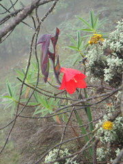 Gladiolus watsonioides