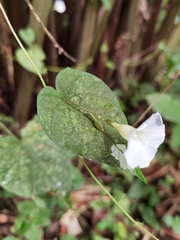 Ipomoea aristolochiifolia