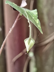 Ipomoea aristolochiifolia