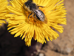 Andrena