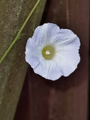 Ipomoea aristolochiifolia