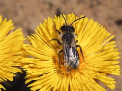 Andrena