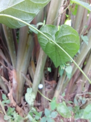 Ipomoea aristolochiifolia