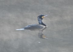 Phalacrocorax carbo