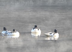 Mergus merganser