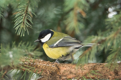 Parus major