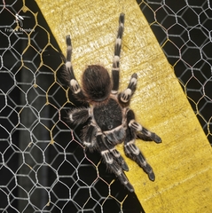 Acanthoscurria geniculata