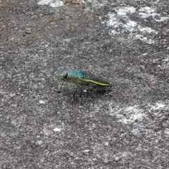 Psiloptera attenuata