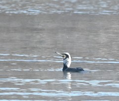 Phalacrocorax carbo