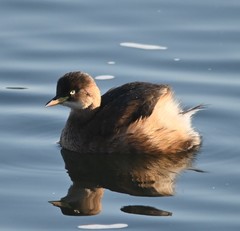 Tachybaptus ruficollis