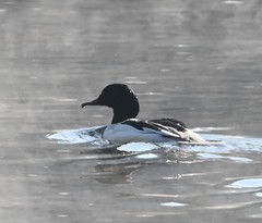 Mergus merganser