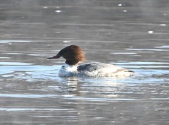 Mergus merganser