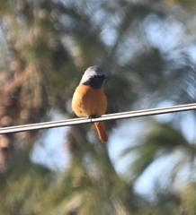 Phoenicurus auroreus