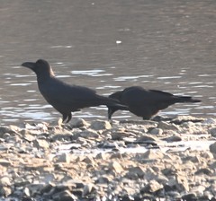 Corvus macrorhynchos