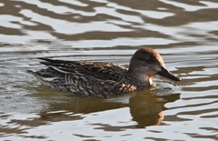 Mareca strepera