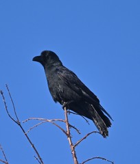 Corvus macrorhynchos
