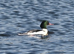 Mergus merganser