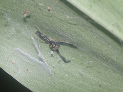 Indopadilla vimedaba