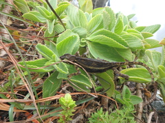 Trioceros nyirit