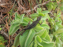 Trioceros nyirit