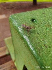 Reduviidae