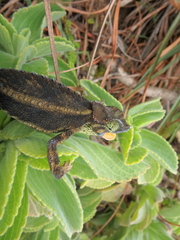 Trioceros nyirit