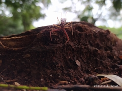 Reduviidae