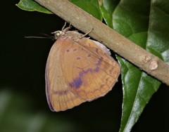 Arhopala fulla