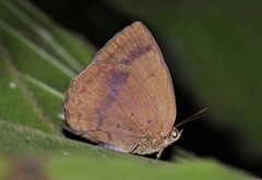 Arhopala fulla