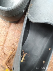 Reduviidae