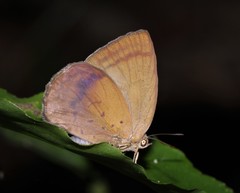 Arhopala fulla ignara