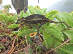 Trioceros nyirit
