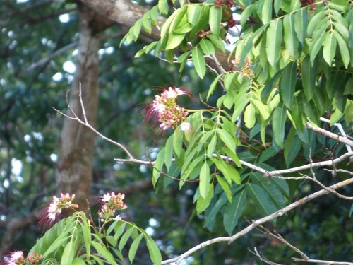 Campsiandra laurifolia observed 2019-08-09