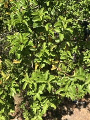 Schinus latifolia