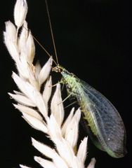 Chrysopa walkeri