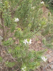 Magnoliopsida