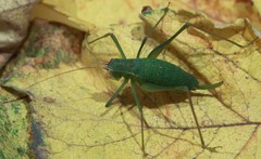 Leptophyes punctatissima