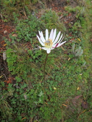 Anemone thomsonii