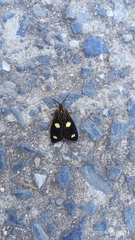 Lepidoptera