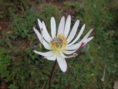 Anemone thomsonii