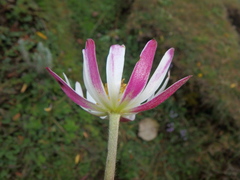 Anemone thomsonii