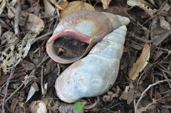 Lissachatina fulica