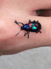 Platycorynus undatus